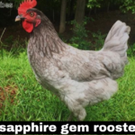 sapphire gem rooster