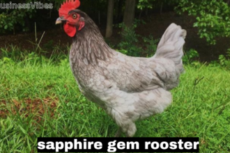 sapphire gem rooster