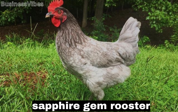 sapphire gem rooster